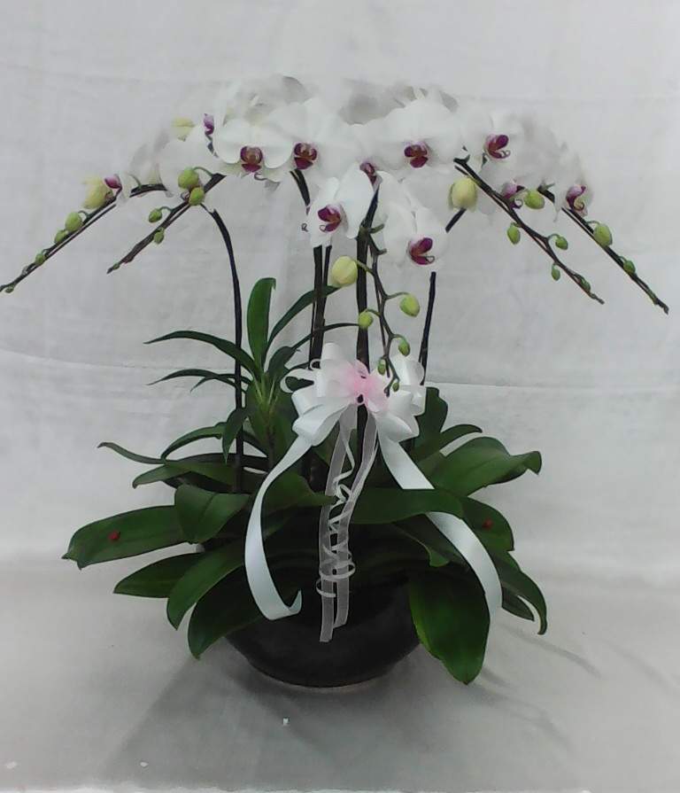 Phalaenopsis Plant display