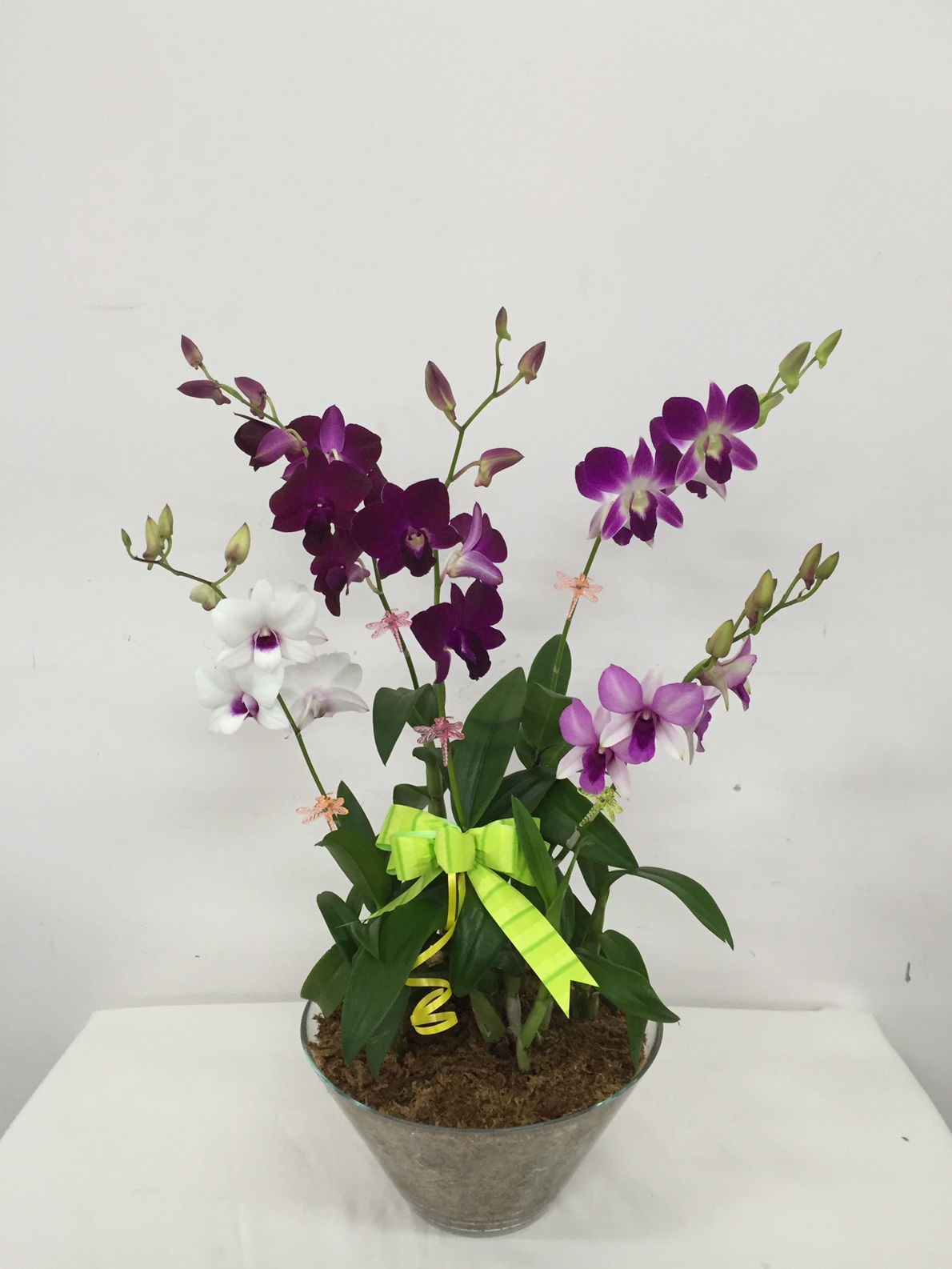 Dendrobium Plant gift